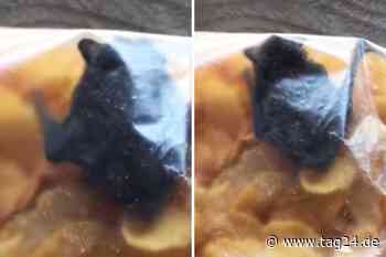 Schock in der Küche: Frau will Cornflakes essen und entdeckt Fledermaus - TAG24
