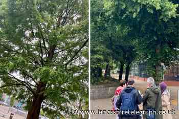 Here's how to become a 'Blackburn Tree Buddy’