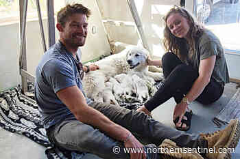 Puppy love: Lytton wildfire crew gets paws-itively delightful surprise - Kitimat Northern Sentinel