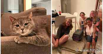Kat reist stiekem mee met gezin van Lokeren naar Plopsaland en overleeft er een week: “Een wonder dat we Flosh gezond teruggevonden hebben” - Het Laatste Nieuws
