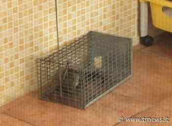 I rione Sant'Elia di Brindisi invaso da topi enormi. La gente se li ritrova anche sui balconi | Telerama News - TeleRama News