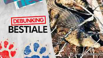 Coccodrillo avvistato in provincia di Brindisi: ma è uno scherzo di una pagina satirica - Kodami