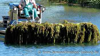 Mähboot ist auf dem Allersee in Wolfsburg im Einsatz