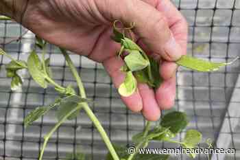 Start harvesting your garden veggies now, and keep it going - Virden Empire Advance