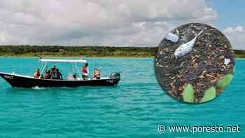 Pesticidas contaminan la Laguna de Bacalar y la Bahía de Chetumal: Estudio - PorEsto