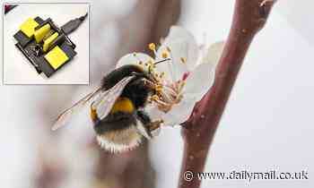 Bumblebees DO feel pain and should be included in animal welfare laws, study claims