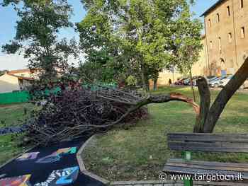 Bra: il Comune deve abbattere alcuni alberi danneggiati - TargatoCn.it
