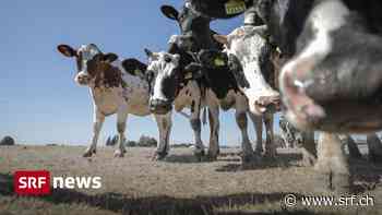 Trockenheit auf Feldern - Notmassnahme: So soll den Tieren nicht das Futter ausgehen - Schweizer Radio und Fernsehen (SRF)