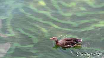 Warnung vor Blaualgen in der Mosel bei Koblenz - SWR Aktuell