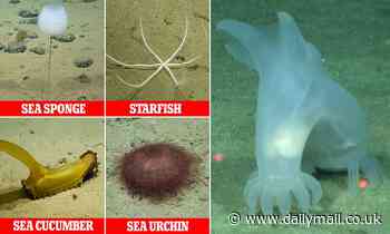 Natural History Museum researchers find 39 potential new species at bottom of ocean using robot