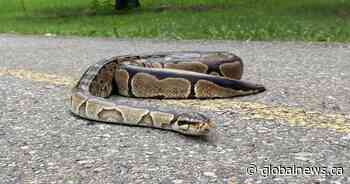 Calgary man converts strangers into reptile fans walking pet ‘Monty’ the python - Global News
