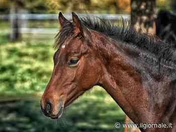 Da Firenze a Matera cavalli stremati a terra - ilGiornale.it