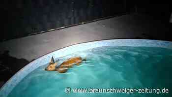 Reh aus Pool gerettet