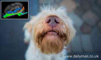 Dogs use their noses to 'see' as well as to smell, study suggests 