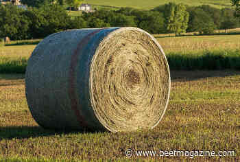 When should hay be tested?