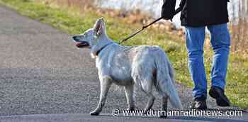 Toronto police investigating after reports of dogs getting sick in Etobicoke - durhamradionews.com