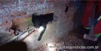 VÍDEO | CBV Charqueadas resgata cachorro preso entre duas paredes - Portal de Notícias