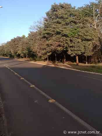 Bariri faz podas preventivas em árvores de áreas públicas - Jornal da Cidade de Bauru
