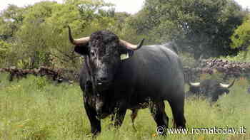 Caricato e incornato dal toro che doveva abbattere: grave un agente di polizia