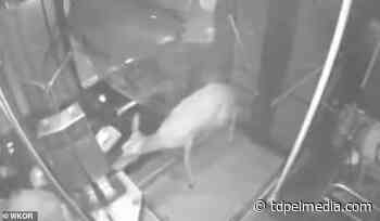 Alisha Sutton, a bus driver in Lawton Oklahoma, dramatically hits a deer on the road - TDPel Media
