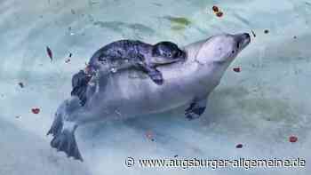 Neues Seehundbaby schwimmt mit Mutter Pia im Augsburger Zoo