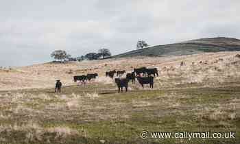 Humans built up tolerance to lactose during famines and disease outbreaks, study suggests 