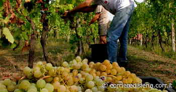 Siena, operai al lavoro in vigna sotto al sole battente: maxi multa a una azienda di Montalcino - Corriere di Siena