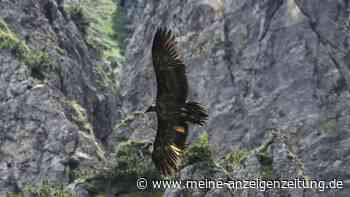 Bartgeier Wally wahrscheinlich von Stein erschlagen
