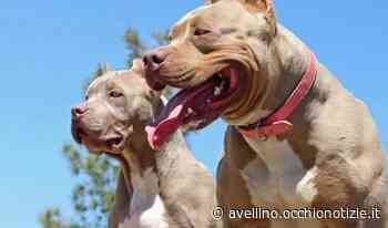Pitbull pericolosi, il sindaco di Atripalda firma l’ordinanza - L'Occhio di Avellino