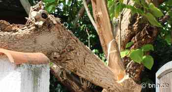 Ast stürzt in Gaggenau auf Straße: So schützt man Bäume vor der Dürre - BNN - Badische Neueste Nachrichten