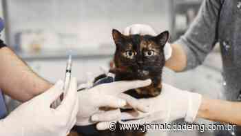 Veterinário de Lagoa da Prata esclarece dúvidas sobre a vacina antirrábica - Jornal Cidade