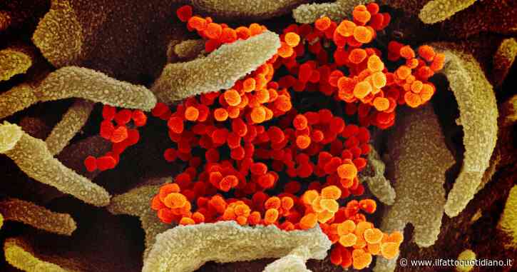 Covid, il vaccino contro tutte le variant funziona sui topi. Individuata un’area della proteina spike come bersaglio