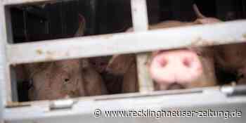 Tiertransporte bei Hitze: „Stoppt Westfleisch“ lädt zur Mahnwache in Oer-Erkenschwick - Recklinghäuser Zeitung