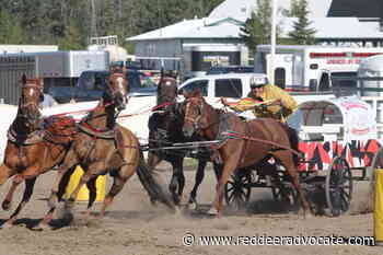 North American Pony Chuckwagon Championships are off to the races - Red Deer Advocate