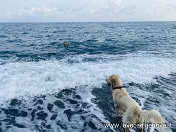 Voltri, ad agosto ritornano sulla spiaggia i cani da salvataggio - LaVoceDiGenova.it