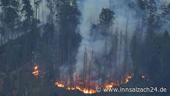 Experte fordert Umdenken bei Waldbrandbekämpfung in Deutschland: „Hinken einfach hinterher“