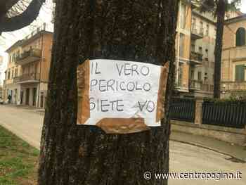 Jesi, il Comune procede all'abbattimento dei quattro tigli di viale Trieste - Centropagina
