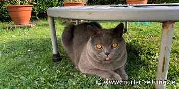 Denise Heising sucht ihren Rasse-Kater in Waltrop - Marler Zeitung