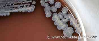 Une bactérie causant une grave maladie infectieuse détectée aux États-Unis