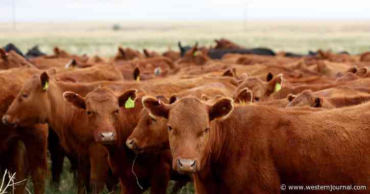 Amid Food Shortage Fears, 2000+ Dead Cattle Are Mass Buried as Kansas Takes Emergency Action to Dispose of Carcasses