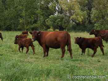 Beef industry could benefit from "RALP" - CochraneNow.com