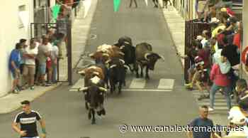 La tradición de los encierros de San Buenaventura - Canal Extremadura