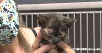 Abandoned, neglected cats and kittens at crisis level: Kingston, Ont. rescue organizations