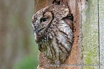 LETTER - Professor gains support in her efforts to protect endangered birds - Comox Valley Record
