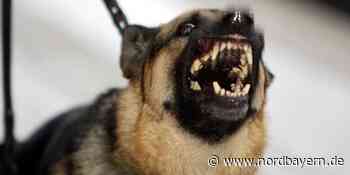 Freilaufender Hund beißt 14-Jährige - Polizei erschießt das Tier - Nordbayern.de