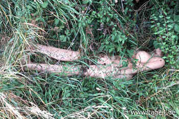 Polizei wegen Leiche ohne Kopf alarmiert, doch die Wahrheit ist anders - TAG24
