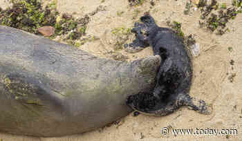 Swimmer injured by Hawaiian monk seal with pup in Waikiki