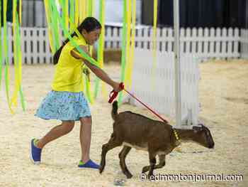 Goats conquer obstacle course at K-Days