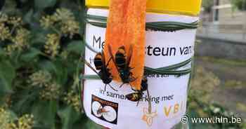 Nest Aziatische hoornaar gevonden in Scherpenheuvel-Zichem - Het Laatste Nieuws