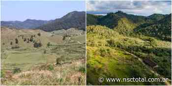 Regeneração do Faxinal do Bepe aponta um futuro para o Parque Serra do Itajaí - NSC Total